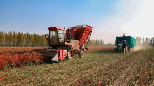 秋收警務(wù)護農(nóng)安 警企聯(lián)動助豐年——兵團石河子奏響新時代秋收護農(nóng)進行曲