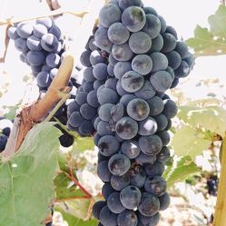 電話,地址,價格,營業時間 桓仁滿族自治縣周邊游